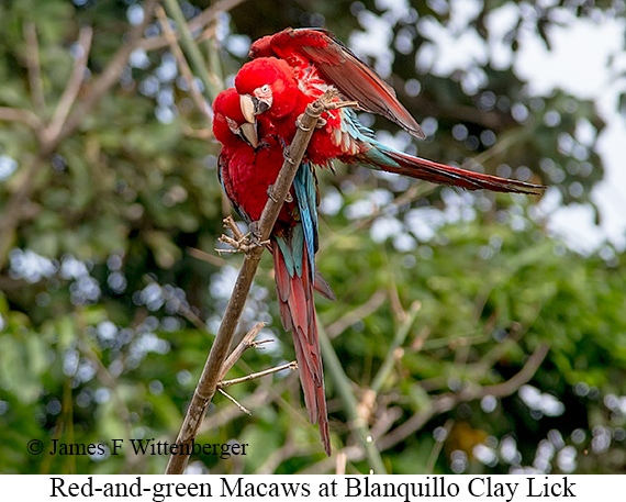 Red-and-green Macaw - © James F Wittenberger and Exotic Birding LLC