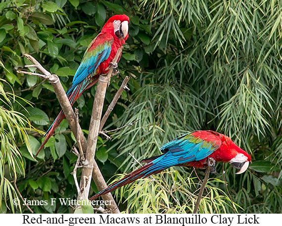 Red-and-green Macaw - © James F Wittenberger and Exotic Birding LLC