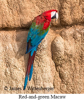 Red-and-green Macaw - © James F Wittenberger and Exotic Birding LLC