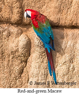 Red-and-green Macaw - © James F Wittenberger and Exotic Birding LLC