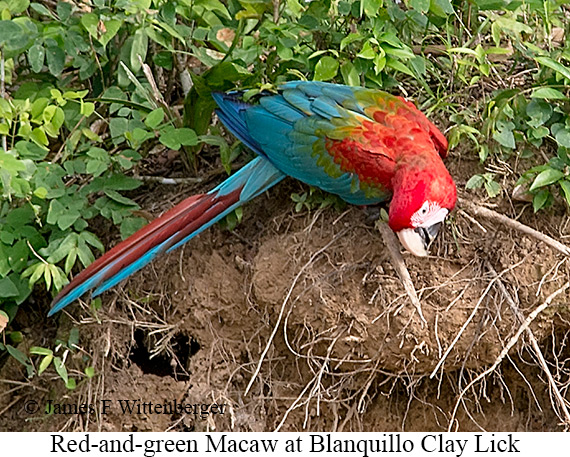 Red-and-green Macaw - © James F Wittenberger and Exotic Birding LLC