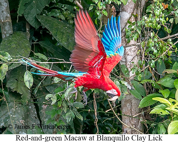Red-and-green Macaw - © James F Wittenberger and Exotic Birding LLC