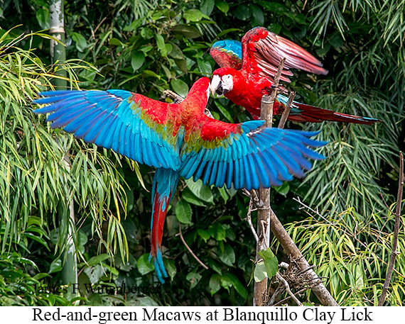 Red-and-green Macaw - © James F Wittenberger and Exotic Birding LLC