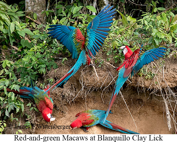 Red-and-green Macaw - © James F Wittenberger and Exotic Birding LLC