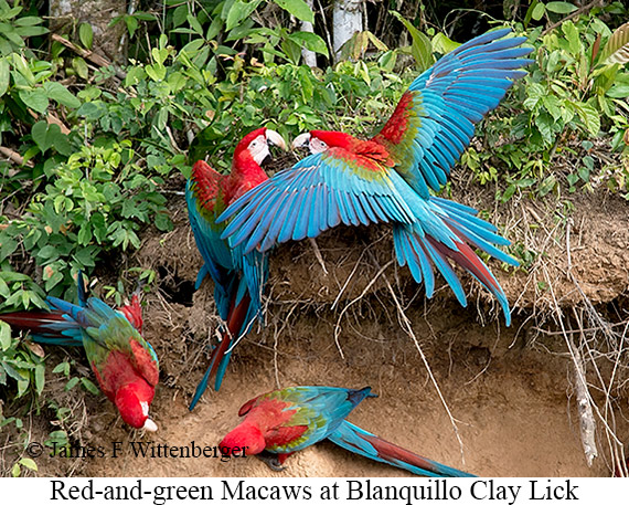 Red-and-green Macaw - © James F Wittenberger and Exotic Birding LLC