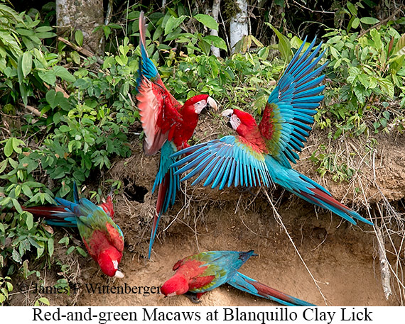 Red-and-green Macaw - © James F Wittenberger and Exotic Birding LLC