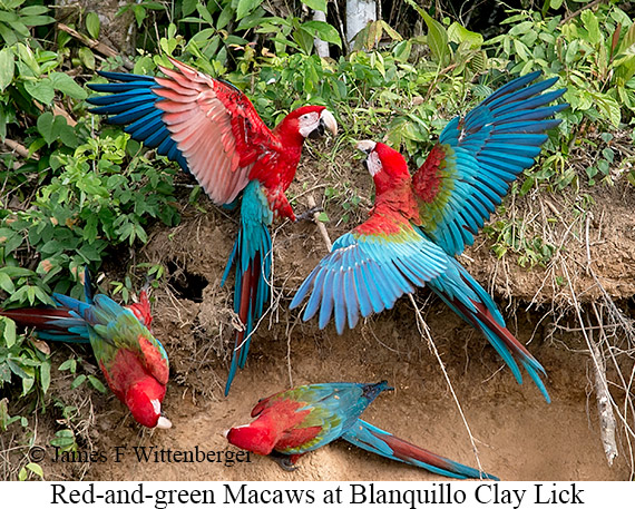 Red-and-green Macaw - © James F Wittenberger and Exotic Birding LLC