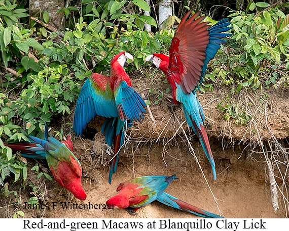 Red-and-green Macaw - © James F Wittenberger and Exotic Birding LLC