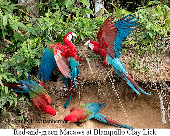 Red-and-green Macaw - © James F Wittenberger and Exotic Birding LLC