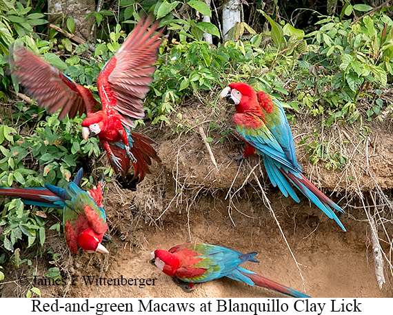 Red-and-green Macaw - © James F Wittenberger and Exotic Birding LLC