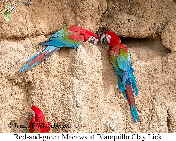 Red-and-green Macaw - © James F Wittenberger and Exotic Birding LLC