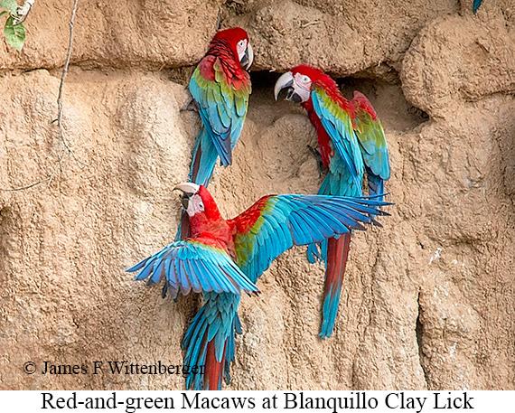 Red-and-green Macaw - © James F Wittenberger and Exotic Birding LLC