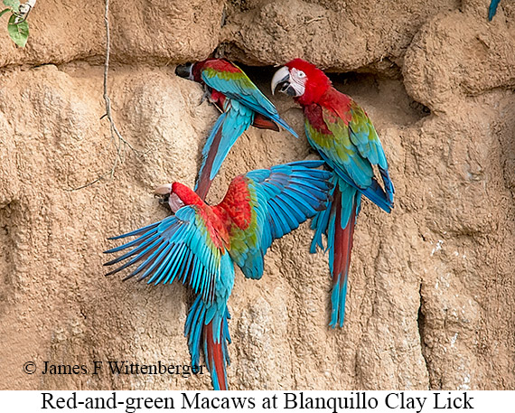 Red-and-green Macaw - © James F Wittenberger and Exotic Birding LLC