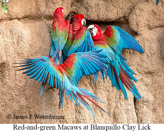 Red-and-green Macaw - © James F Wittenberger and Exotic Birding LLC