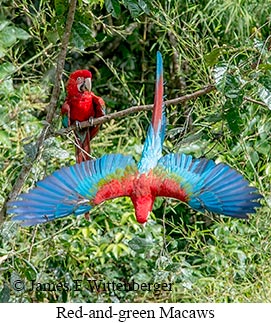 Red-and-green Macaw - © James F Wittenberger and Exotic Birding LLC