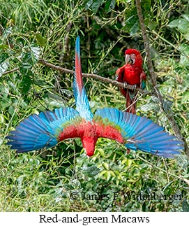 Red-and-green Macaw - © James F Wittenberger and Exotic Birding LLC Red-and-green Macaw - © James F Wittenberger and Exotic Birding LLC
