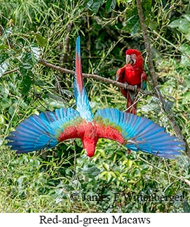 Red-and-green Macaw - © James F Wittenberger and Exotic Birding LLC