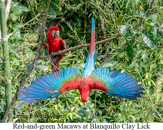 Red-and-green Macaw - © James F Wittenberger and Exotic Birding LLC