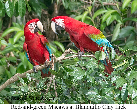 Red-and-green Macaw - © James F Wittenberger and Exotic Birding LLC