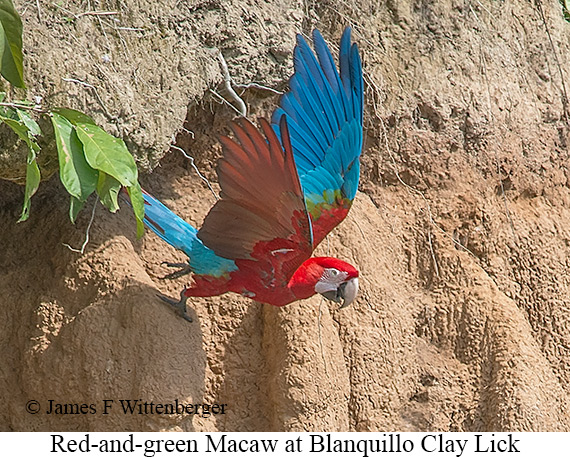 Red-and-green Macaw - © James F Wittenberger and Exotic Birding LLC