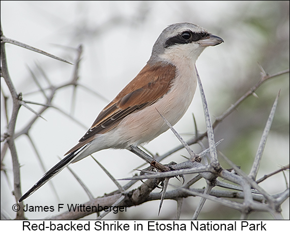 Red-backed Shrike - © James F Wittenberger and Exotic Birding LLC