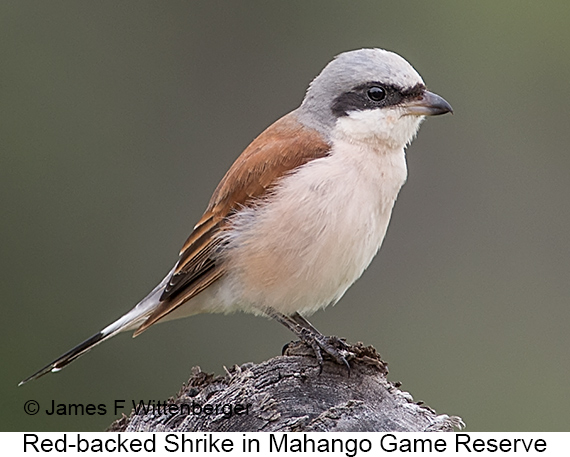 Red-backed Shrike - © James F Wittenberger and Exotic Birding LLC