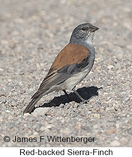 Red-backed Sierra Finch - © James F Wittenberger and Exotic Birding LLC Red-backed Sierra Finch - © James F Wittenberger and Exotic Birding LLC