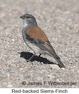 Red-backed Sierra Finch - © James F Wittenberger and Exotic Birding LLC Red-backed Sierra Finch - © James F Wittenberger and Exotic Birding LLC