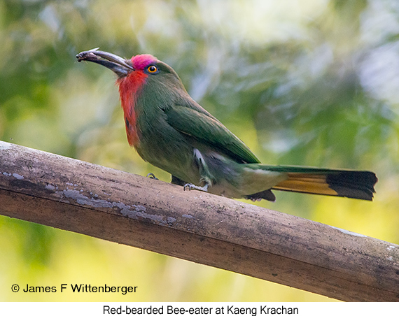 Red-bearded Bee-eater - © James F Wittenberger and Exotic Birding LLC