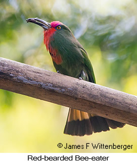 Red-bearded Bee-eater - © James F Wittenberger and Exotic Birding LLC
