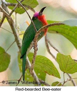 Red-bearded Bee-eater - © James F Wittenberger and Exotic Birding LLC
