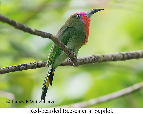 Red-bearded Bee-eater - © James F Wittenberger and Exotic Birding LLC