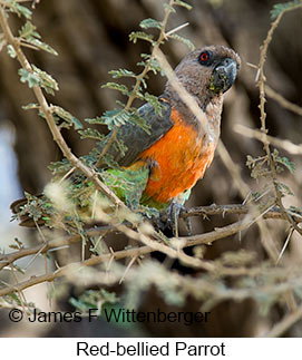 Red-bellied Parrot - © James F Wittenberger and Exotic Birding LLC Red-bellied Parrot - © James F Wittenberger and Exotic Birding LLC