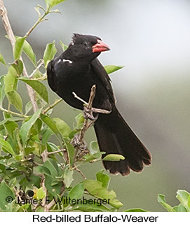 Red-billed Buffalo-Weaver - © James F Wittenberger and Exotic Birding LLC Red-billed Buffalo-Weaver - © James F Wittenberger and Exotic Birding LLC