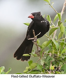 Red-billed Buffalo-Weaver - © James F Wittenberger and Exotic Birding LLC Red-billed Buffalo-Weaver - © James F Wittenberger and Exotic Birding LLC