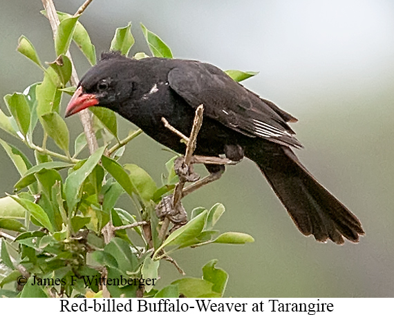 Red-billed Buffalo-Weaver - © James F Wittenberger and Exotic Birding LLC