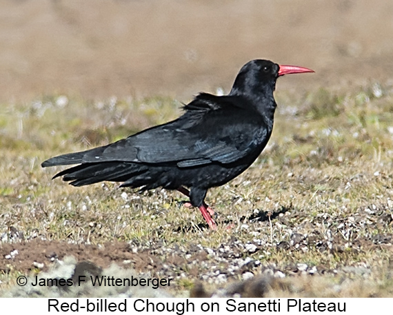 Red-billed Chough - © The Photographer and Exotic Birding LLC