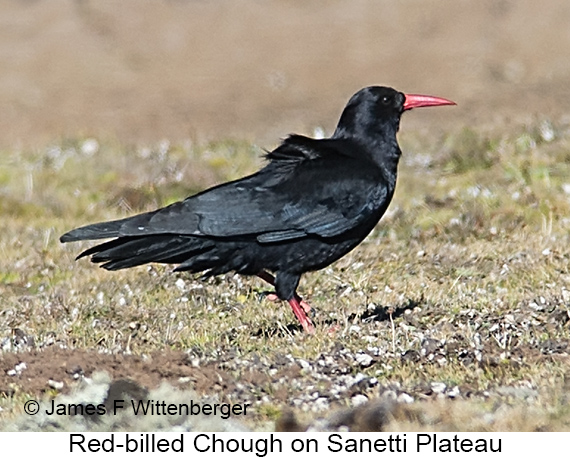 Red-billed Chough - © James F Wittenberger and Exotic Birding LLC