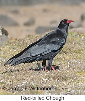 Red-billed Chough - © James F Wittenberger and Exotic Birding LLC Red-billed Chough - © James F Wittenberger and Exotic Birding LLC
