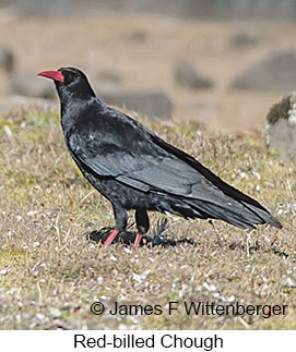 Red-billed Chough - © James F Wittenberger and Exotic Birding LLC
