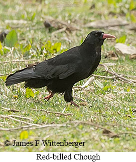 Red-billed Chough - © James F Wittenberger and Exotic Birding LLC