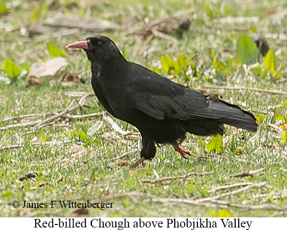 Red-billed Chough - © James F Wittenberger and Exotic Birding LLC Red-billed Chough - © James F Wittenberger and Exotic Birding LLC