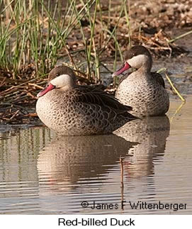 Red-billed Duck - © James F Wittenberger and Exotic Birding LLC