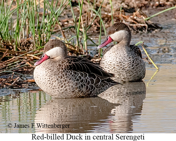 Red-billed Duck - © James F Wittenberger and Exotic Birding LLC