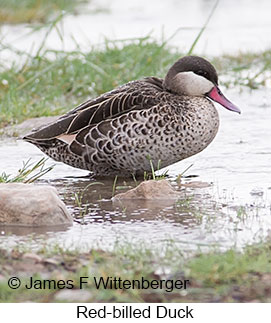Red-billed Duck - &copy; James F Wittenberger and Exotic Birding LLC