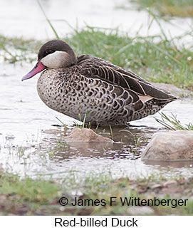 Red-billed Duck - © James F Wittenberger and Exotic Birding LLC