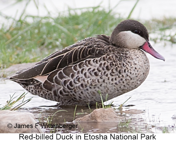 Red-billed Duck - © James F Wittenberger and Exotic Birding LLC