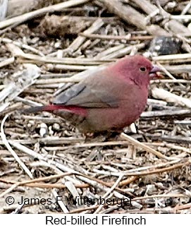 Red-billed Firefinch - © James F Wittenberger and Exotic Birding LLC