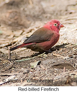 Red-billed Firefinch - © James F Wittenberger and Exotic Birding LLC Red-billed Firefinch - © James F Wittenberger and Exotic Birding LLC