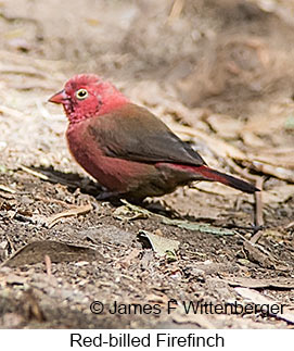 Red-billed Firefinch - © James F Wittenberger and Exotic Birding LLC